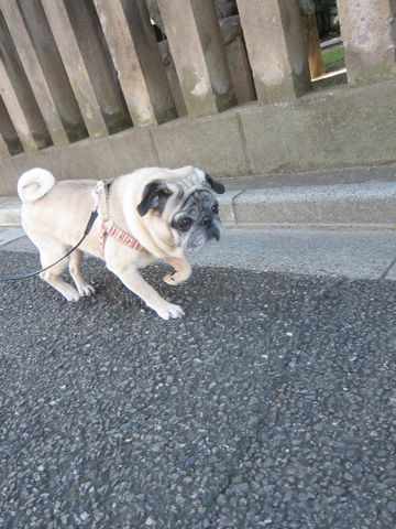 パグ画像かわいいパグ画像ペットホテル様子おさんぽ犬おあずかり文京区フントヒュッテ東京パグ駒込パグ夏弱い夏対策パグ飛行機パグ呼吸器官33.jpg