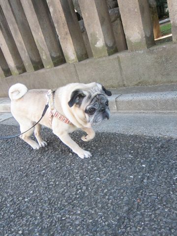 パグ画像かわいいパグ画像ペットホテル様子おさんぽ犬おあずかり文京区フントヒュッテ東京パグ駒込パグ夏弱い夏対策パグ飛行機パグ呼吸器官34.jpg