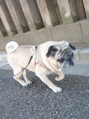 パグ画像かわいいパグ画像ペットホテル様子おさんぽ犬おあずかり文京区フントヒュッテ東京パグ駒込パグ夏弱い夏対策パグ飛行機パグ呼吸器官35.jpg