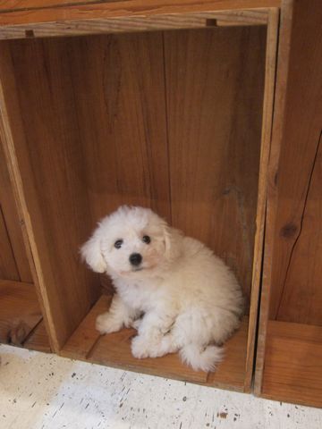 ビションフリーゼこいぬ子犬フントヒュッテ東京かわいいビションフリーゼ関東ビション文京区ビションフリーゼ画像ビションフリーゼ子犬東京ビション毛量 44.jpg