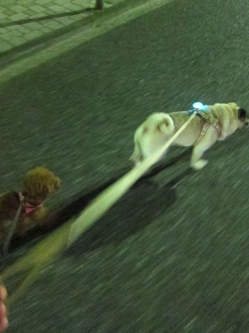 パグ画像かわいいパグ画像ペットホテル様子おさんぽ犬おあずかり文京区フントヒュッテ東京パグ駒込パグ夏弱い夏対策パグ飛行機パグ呼吸器官37.jpg