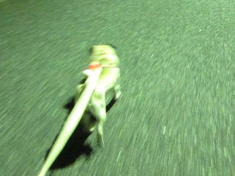 パグ画像かわいいパグ画像ペットホテル様子おさんぽ犬おあずかり文京区フントヒュッテ東京パグ駒込パグ夏弱い夏対策パグ飛行機パグ呼吸器官38.jpg