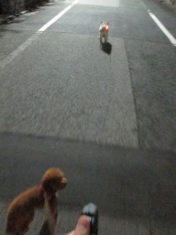 パグ画像かわいいパグ画像ペットホテル様子おさんぽ犬おあずかり文京区フントヒュッテ東京パグ駒込パグ夏弱い夏対策パグ飛行機パグ呼吸器官39.jpg