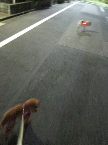 パグ画像かわいいパグ画像ペットホテル様子おさんぽ犬おあずかり文京区フントヒュッテ東京パグ駒込パグ夏弱い夏対策パグ飛行機パグ呼吸器官40.jpg