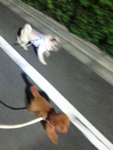 パグ画像かわいいパグ画像ペットホテル様子おさんぽ犬おあずかり文京区フントヒュッテ東京パグ駒込パグ夏弱い夏対策パグ飛行機パグ呼吸器官41.jpg