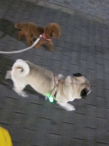 パグ画像かわいいパグ画像ペットホテル様子おさんぽ犬おあずかり文京区フントヒュッテ東京パグ駒込パグ夏弱い夏対策パグ飛行機パグ呼吸器官42.jpg