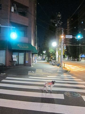 パグ画像かわいいパグ画像ペットホテル様子おさんぽ犬おあずかり文京区フントヒュッテ東京パグ駒込パグ夏弱い夏対策パグ飛行機パグ呼吸器官43.jpg