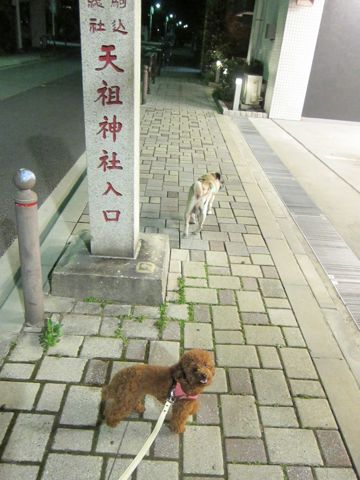 パグ画像かわいいパグ画像ペットホテル様子おさんぽ犬おあずかり文京区フントヒュッテ東京パグ駒込パグ夏弱い夏対策パグ飛行機パグ呼吸器官44.jpg