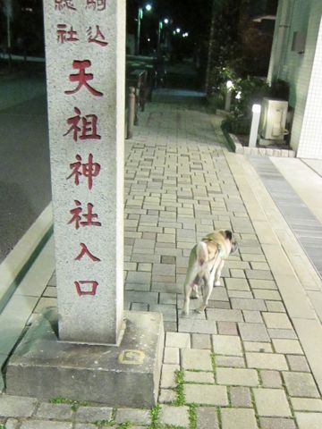 パグ画像かわいいパグ画像ペットホテル様子おさんぽ犬おあずかり文京区フントヒュッテ東京パグ駒込パグ夏弱い夏対策パグ飛行機パグ呼吸器官45.jpg