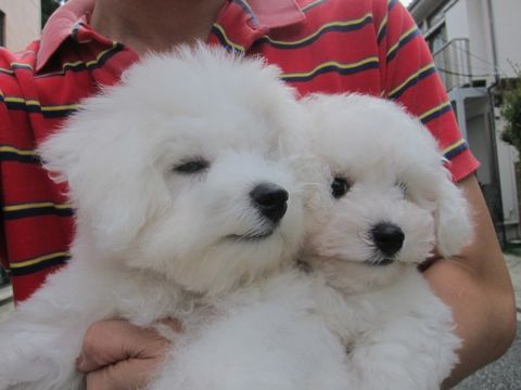ビションフリーゼこいぬ子犬フントヒュッテ東京かわいいビションフリーゼ関東ビション文京区ビションフリーゼ画像ビションフリーゼ子犬東京ビション毛量 50.jpg