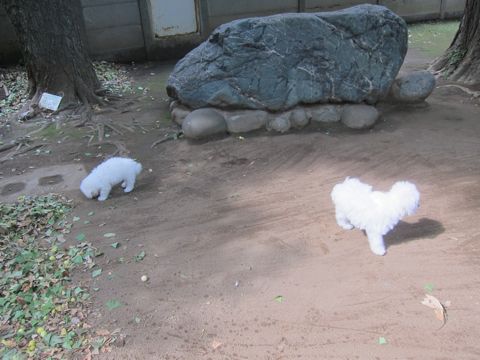 ビションフリーゼこいぬ子犬フントヒュッテ東京かわいいビションフリーゼ関東ビション文京区ビションフリーゼ画像ビションフリーゼ子犬東京ビション毛量 51.jpg