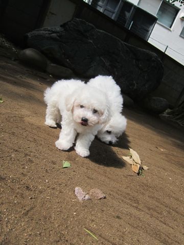 ビションフリーゼこいぬ子犬フントヒュッテ東京かわいいビションフリーゼ関東ビション文京区ビションフリーゼ画像ビションフリーゼ子犬東京ビション毛量 52.jpg