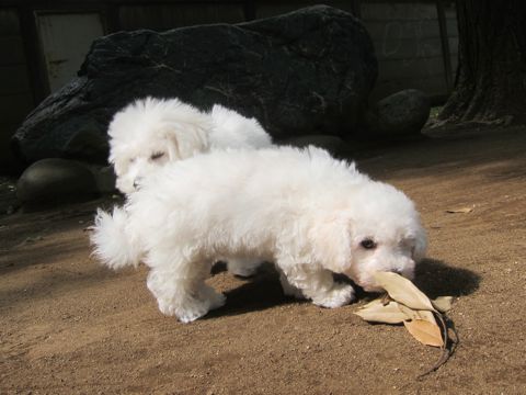 ビションフリーゼこいぬ子犬フントヒュッテ東京かわいいビションフリーゼ関東ビション文京区ビションフリーゼ画像ビションフリーゼ子犬東京ビション毛量 53.jpg