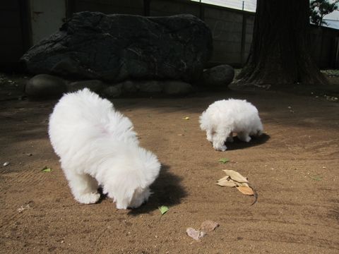 ビションフリーゼこいぬ子犬フントヒュッテ東京かわいいビションフリーゼ関東ビション文京区ビションフリーゼ画像ビションフリーゼ子犬東京ビション毛量 54.jpg