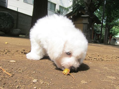 ビションフリーゼこいぬ子犬フントヒュッテ東京かわいいビションフリーゼ関東ビション文京区ビションフリーゼ画像ビションフリーゼ子犬東京ビション毛量 55.jpg
