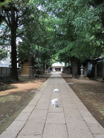 ビションフリーゼこいぬ子犬フントヒュッテ東京かわいいビションフリーゼ関東ビション文京区ビションフリーゼ画像ビションフリーゼ子犬東京ビション毛量 56.jpg