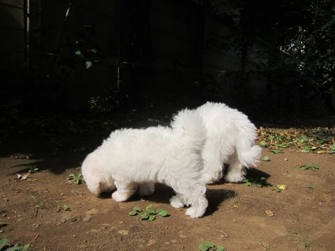 ビションフリーゼこいぬ子犬フントヒュッテ東京かわいいビションフリーゼ関東ビション文京区ビションフリーゼ画像ビションフリーゼ子犬東京ビション毛量 57.jpg