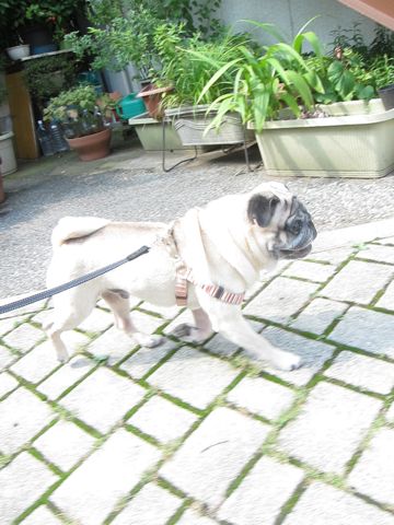 パグ画像かわいいパグ画像ペットホテル様子おさんぽ犬おあずかり文京区フントヒュッテ東京パグ駒込パグ夏弱い夏対策パグ飛行機パグ呼吸器官49.jpg