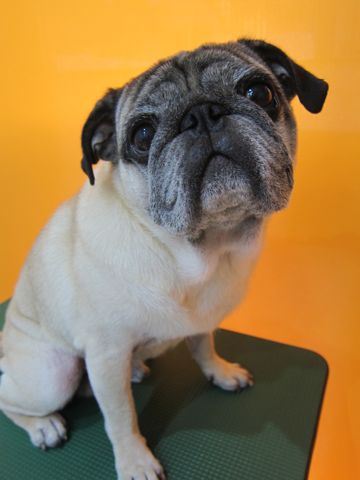 パグ画像かわいいパグ画像ペットホテル様子おさんぽ犬おあずかり文京区フントヒュッテ東京パグ駒込パグ夏弱い夏対策パグ飛行機パグ呼吸器官50.jpg