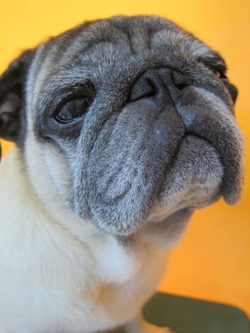 パグ画像かわいいパグ画像ペットホテル様子おさんぽ犬おあずかり文京区フントヒュッテ東京パグ駒込パグ夏弱い夏対策パグ飛行機パグ呼吸器官51.jpg