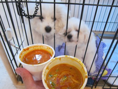 ビションフリーゼこいぬ子犬フントヒュッテ東京かわいいビションフリーゼ関東ビション文京区ビションフリーゼ画像ビションフリーゼ子犬東京ビション毛量 65.jpg