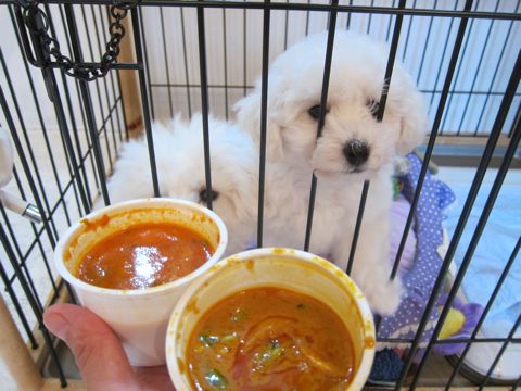 ビションフリーゼこいぬ子犬フントヒュッテ東京かわいいビションフリーゼ関東ビション文京区ビションフリーゼ画像ビションフリーゼ子犬東京ビション毛量 66.jpg
