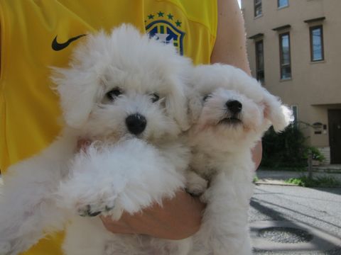 ビションフリーゼこいぬ子犬フントヒュッテ東京かわいいビションフリーゼ関東ビション文京区ビションフリーゼ画像ビションフリーゼ子犬東京ビション毛量 67.jpg