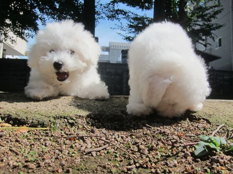 ビションフリーゼこいぬ子犬フントヒュッテ東京かわいいビションフリーゼ関東ビション文京区ビションフリーゼ画像ビションフリーゼ子犬東京ビション毛量 68.jpg