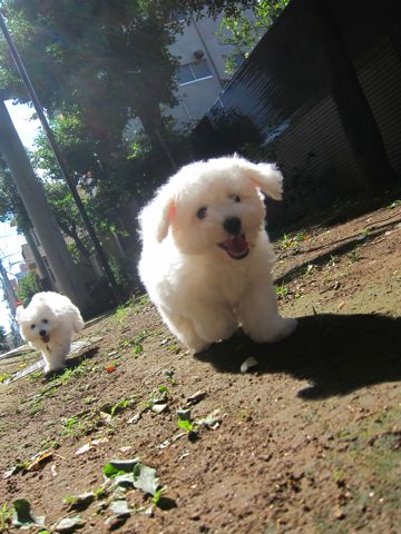 ビションフリーゼこいぬ子犬フントヒュッテ東京かわいいビションフリーゼ関東ビション文京区ビションフリーゼ画像ビションフリーゼ子犬東京ビション毛量 69.jpg