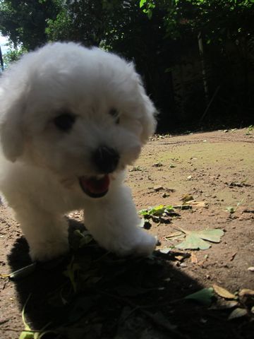 ビションフリーゼこいぬ子犬フントヒュッテ東京かわいいビションフリーゼ関東ビション文京区ビションフリーゼ画像ビションフリーゼ子犬東京ビション毛量 70.jpg