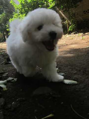 ビションフリーゼこいぬ子犬フントヒュッテ東京かわいいビションフリーゼ関東ビション文京区ビションフリーゼ画像ビションフリーゼ子犬東京ビション毛量 71.jpg