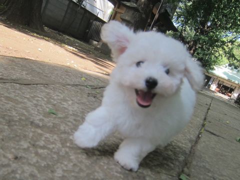 ビションフリーゼこいぬ子犬フントヒュッテ東京かわいいビションフリーゼ関東ビション文京区ビションフリーゼ画像ビションフリーゼ子犬東京ビション毛量 72.jpg