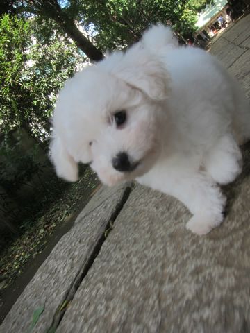 ビションフリーゼこいぬ子犬フントヒュッテ東京かわいいビションフリーゼ関東ビション文京区ビションフリーゼ画像ビションフリーゼ子犬東京ビション毛量 73.jpg
