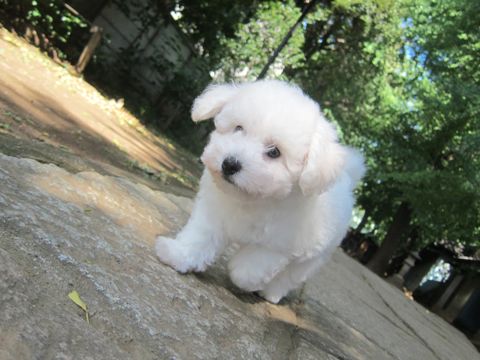 ビションフリーゼこいぬ子犬フントヒュッテ東京かわいいビションフリーゼ関東ビション文京区ビションフリーゼ画像ビションフリーゼ子犬東京ビション毛量 74.jpg