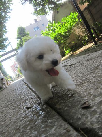ビションフリーゼこいぬ子犬フントヒュッテ東京かわいいビションフリーゼ関東ビション文京区ビションフリーゼ画像ビションフリーゼ子犬東京ビション毛量 75.jpg