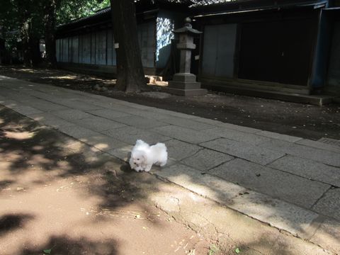 ビションフリーゼこいぬ子犬フントヒュッテ東京かわいいビションフリーゼ関東ビション文京区ビションフリーゼ画像ビションフリーゼ子犬東京ビション毛量 76.jpg