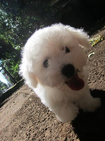 ビションフリーゼこいぬ子犬フントヒュッテ東京かわいいビションフリーゼ関東ビション文京区ビションフリーゼ画像ビションフリーゼ子犬東京ビション毛量 77.jpg