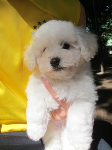 ビションフリーゼこいぬ子犬フントヒュッテ東京かわいいビションフリーゼ関東ビション文京区ビションフリーゼ画像ビションフリーゼ子犬東京ビション毛量 78.jpg