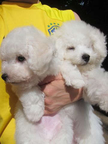 ビションフリーゼこいぬ子犬フントヒュッテ東京かわいいビションフリーゼ関東ビション文京区ビションフリーゼ画像ビションフリーゼ子犬東京ビション毛量 79.jpg