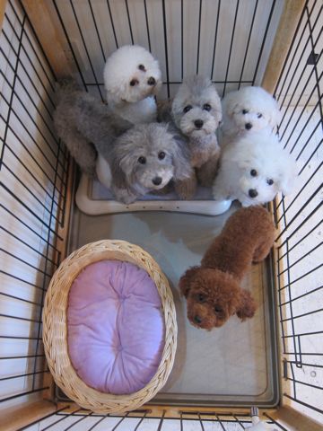 ビションフリーゼこいぬ子犬フントヒュッテ東京かわいいビションフリーゼ関東ビション文京区ビションフリーゼ画像ビションフリーゼ子犬東京ビション毛量 80.jpg