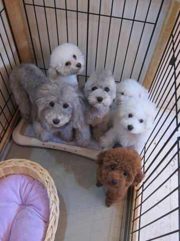 ビションフリーゼこいぬ子犬フントヒュッテ東京かわいいビションフリーゼ関東ビション文京区ビションフリーゼ画像ビションフリーゼ子犬東京ビション毛量 81.jpg