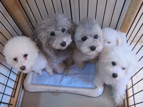 ビションフリーゼこいぬ子犬フントヒュッテ東京かわいいビションフリーゼ関東ビション文京区ビションフリーゼ画像ビションフリーゼ子犬東京ビション毛量 82.jpg
