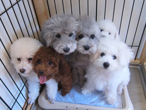 ビションフリーゼこいぬ子犬フントヒュッテ東京かわいいビションフリーゼ関東ビション文京区ビションフリーゼ画像ビションフリーゼ子犬東京ビション毛量 83.jpg
