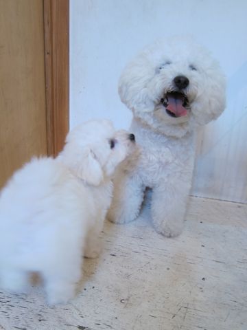 ビションフリーゼこいぬ子犬フントヒュッテ東京かわいいビションフリーゼ関東ビション文京区ビションフリーゼ画像ビションフリーゼ子犬東京ビション毛量 90.jpg