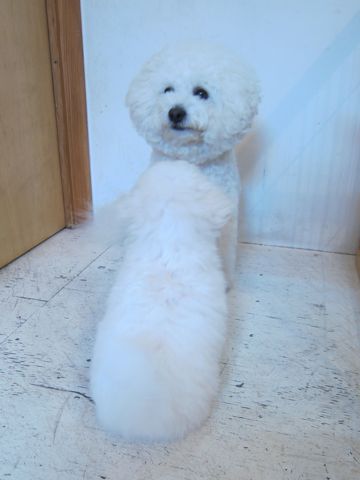 ビションフリーゼこいぬ子犬フントヒュッテ東京かわいいビションフリーゼ関東ビション文京区ビションフリーゼ画像ビションフリーゼ子犬東京ビション毛量 91.jpg