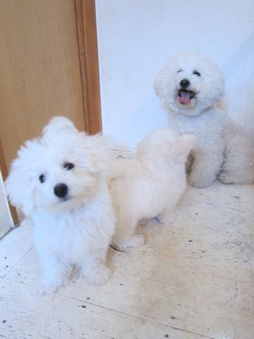 ビションフリーゼこいぬ子犬フントヒュッテ東京かわいいビションフリーゼ関東ビション文京区ビションフリーゼ画像ビションフリーゼ子犬東京ビション毛量 93.jpg