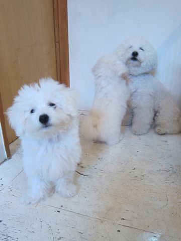 ビションフリーゼこいぬ子犬フントヒュッテ東京かわいいビションフリーゼ関東ビション文京区ビションフリーゼ画像ビションフリーゼ子犬東京ビション毛量 94.jpg