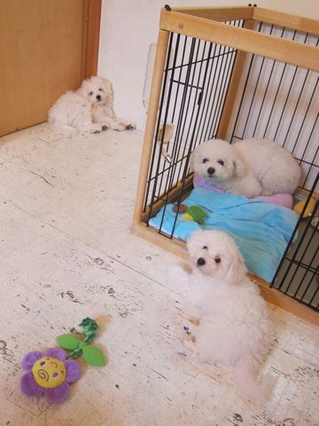 ビションフリーゼこいぬ子犬フントヒュッテ東京かわいいビションフリーゼ関東ビション文京区ビションフリーゼ画像ビションフリーゼ子犬東京ビション毛量 95.jpg