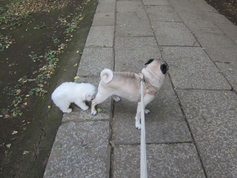 ビションフリーゼこいぬ子犬フントヒュッテ東京かわいいビションフリーゼ関東ビション文京区ビションフリーゼ画像ビションフリーゼ子犬東京ビション毛量 96.jpg