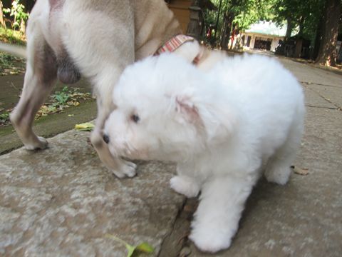 ビションフリーゼこいぬ子犬フントヒュッテ東京かわいいビションフリーゼ関東ビション文京区ビションフリーゼ画像ビションフリーゼ子犬東京ビション毛量 97.jpg
